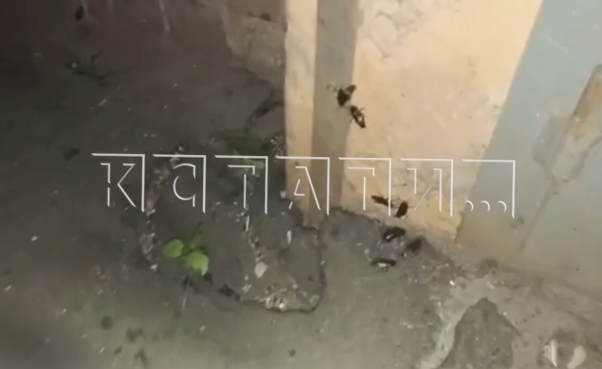 Тараканы оккупировали подъезд дома на улице Зимина в Нижнем Новгороде - фото 1