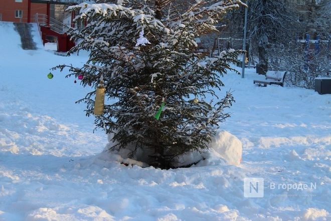 Новую елку взамен засохшей посадили на улице Усилова в Нижнем Новгороде - фото 2