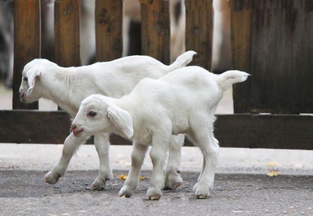 Белые козлята появились на свет в нижегородском зоопарке - фото 3