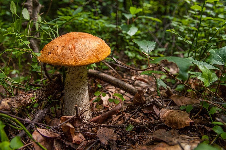 Содержание ртути в грибах из нижегородских лесов в 2,5 раза превышает норму - фото 1