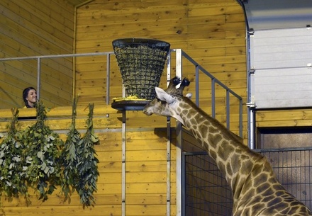 Жираф Радуга из нижегородского зоопарка отметила первый юбилей