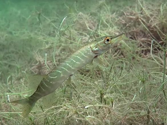Захватывающие кадры со дна ледяного озера Ключик показали нижегородцам - фото 4